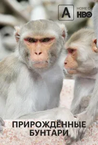 Прирождённые бунтари (сериал 2018)